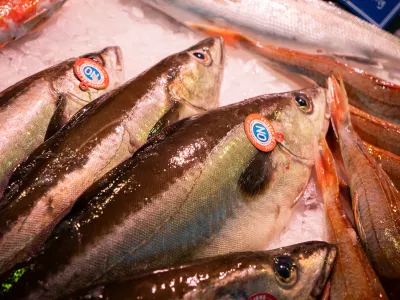 Poisson frais