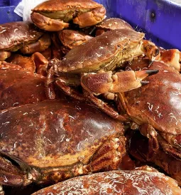 Coquillages...