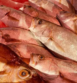 Poisson frais